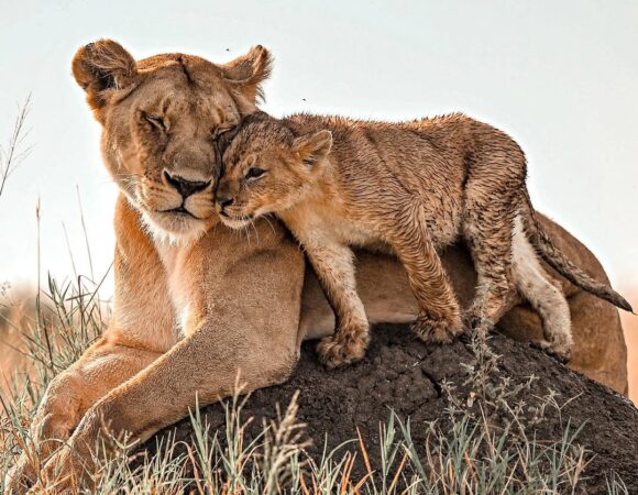 Discovering the Best Time to Travel to Tanzania