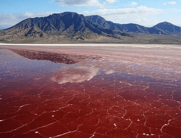 Best Time to See Flamingos in Lake Natron