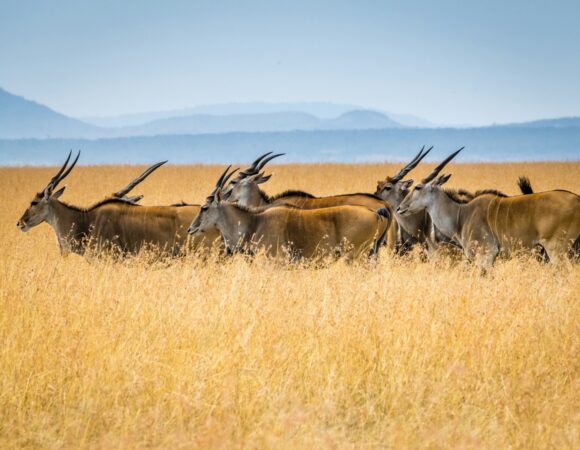Tanzania Safari Cost: Your Complete Price and Planning Guide