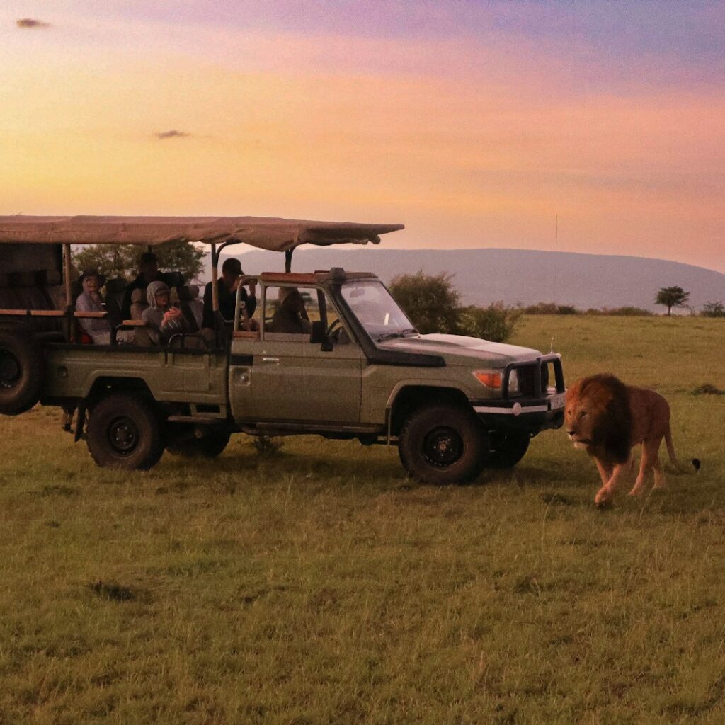 a safari vehicle with passengers and a lion