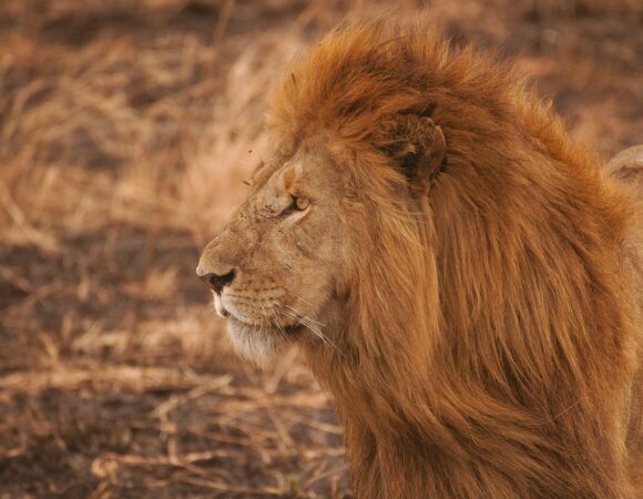 What to Pack for a Safari in Tanzania by Month