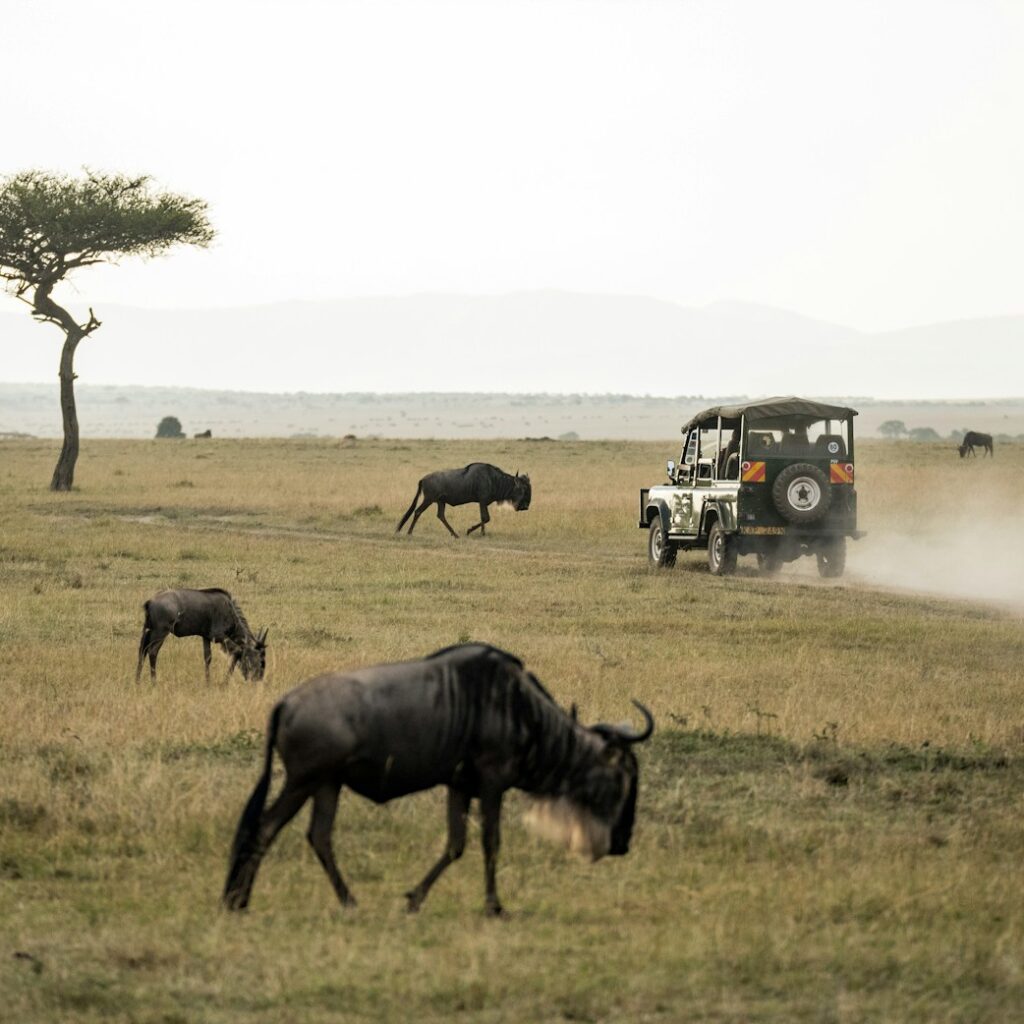 wildebeest on open field